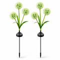 Drite me panel lule Alliumi (set 2 cope)
