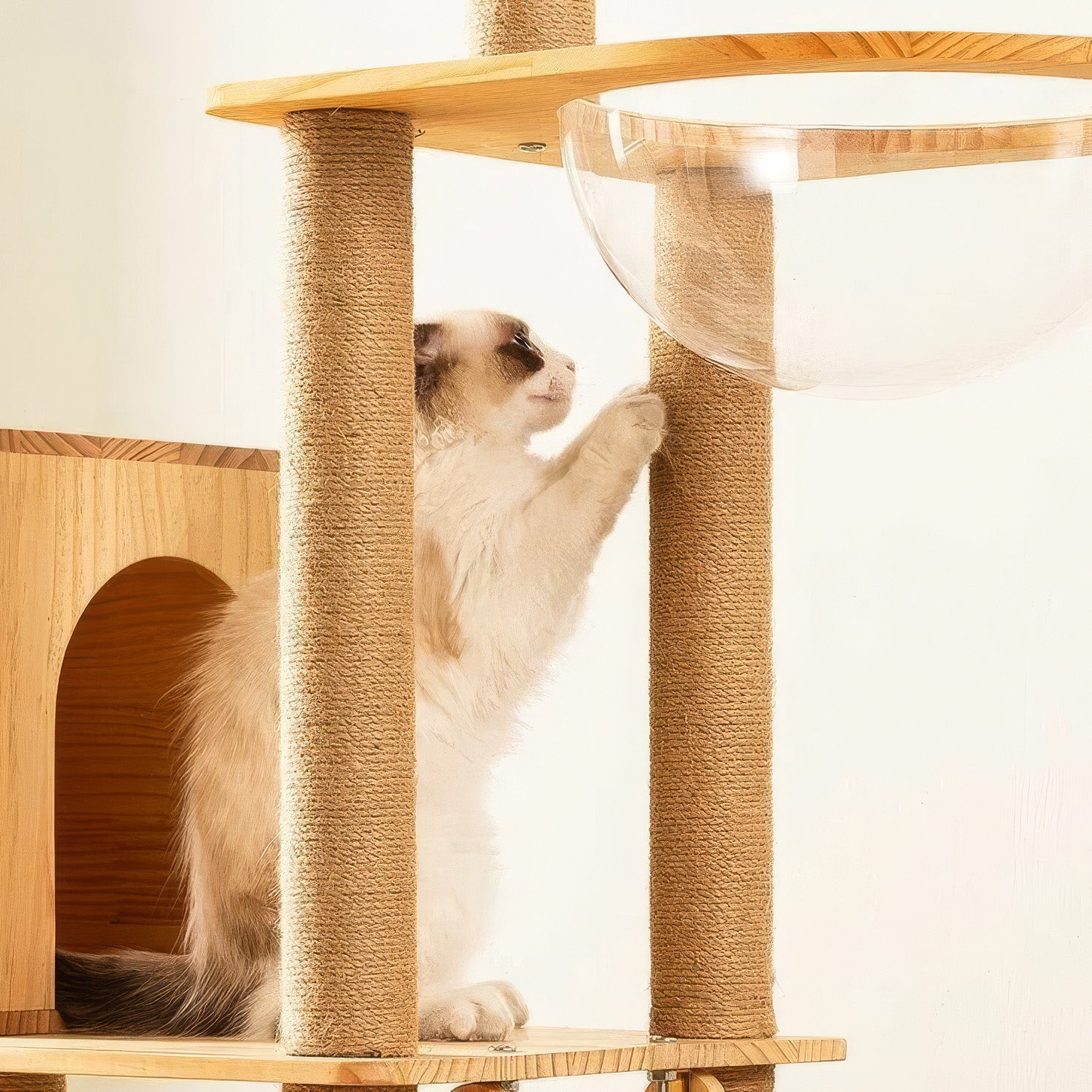 Kullë lojërash dhe pushimi për mace