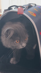 Çantë transporti për mace dhe qen