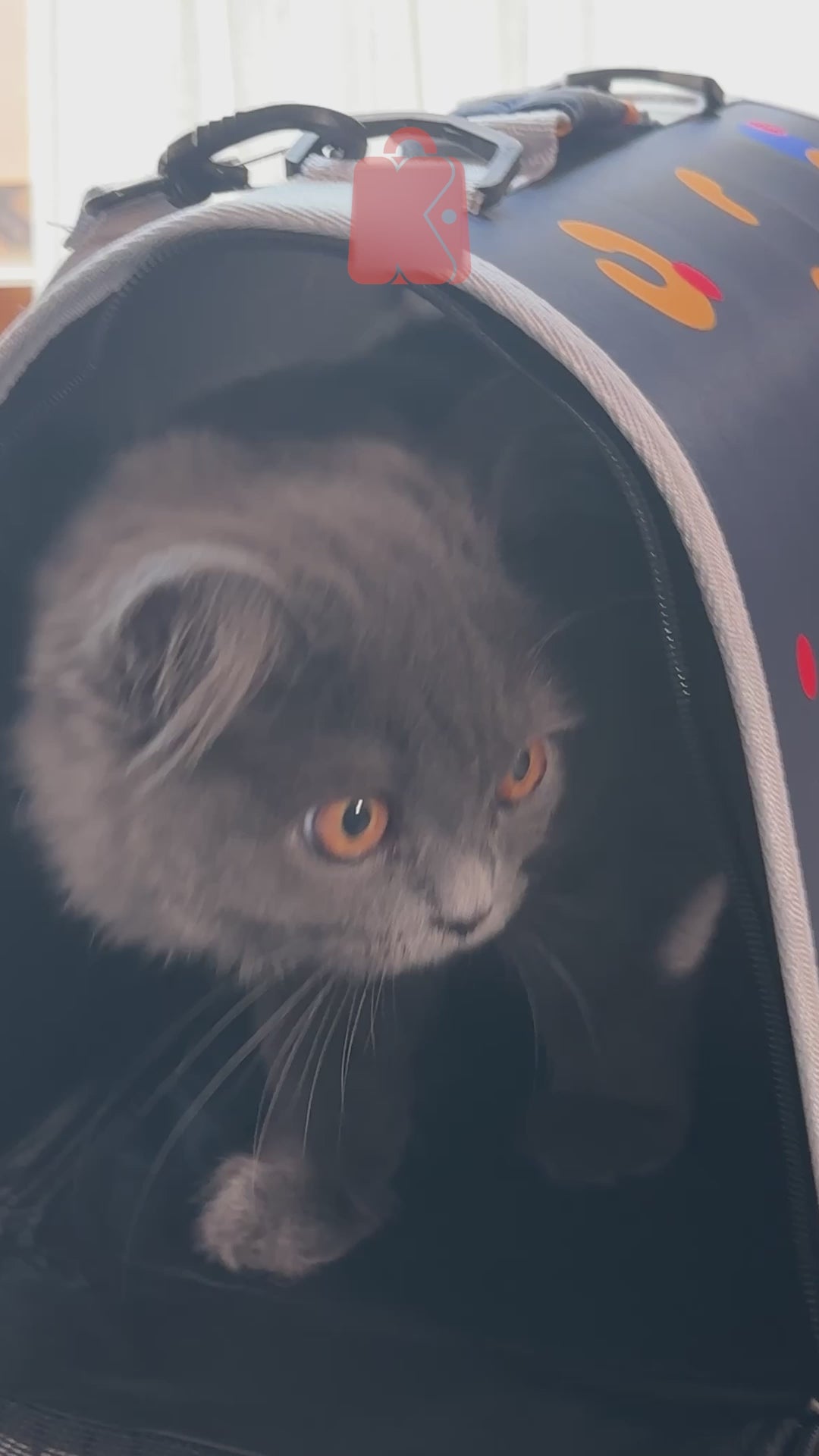 Çantë transporti për mace dhe qen